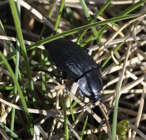 Silpha sp.